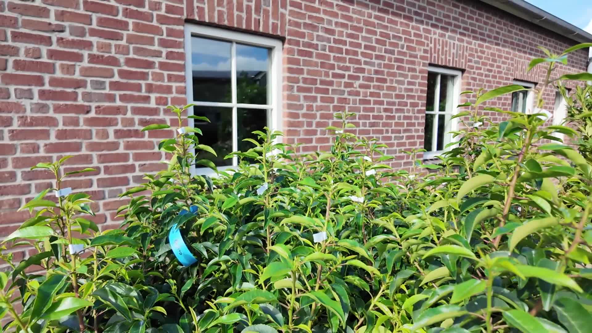 Groene Hagen In Oktober