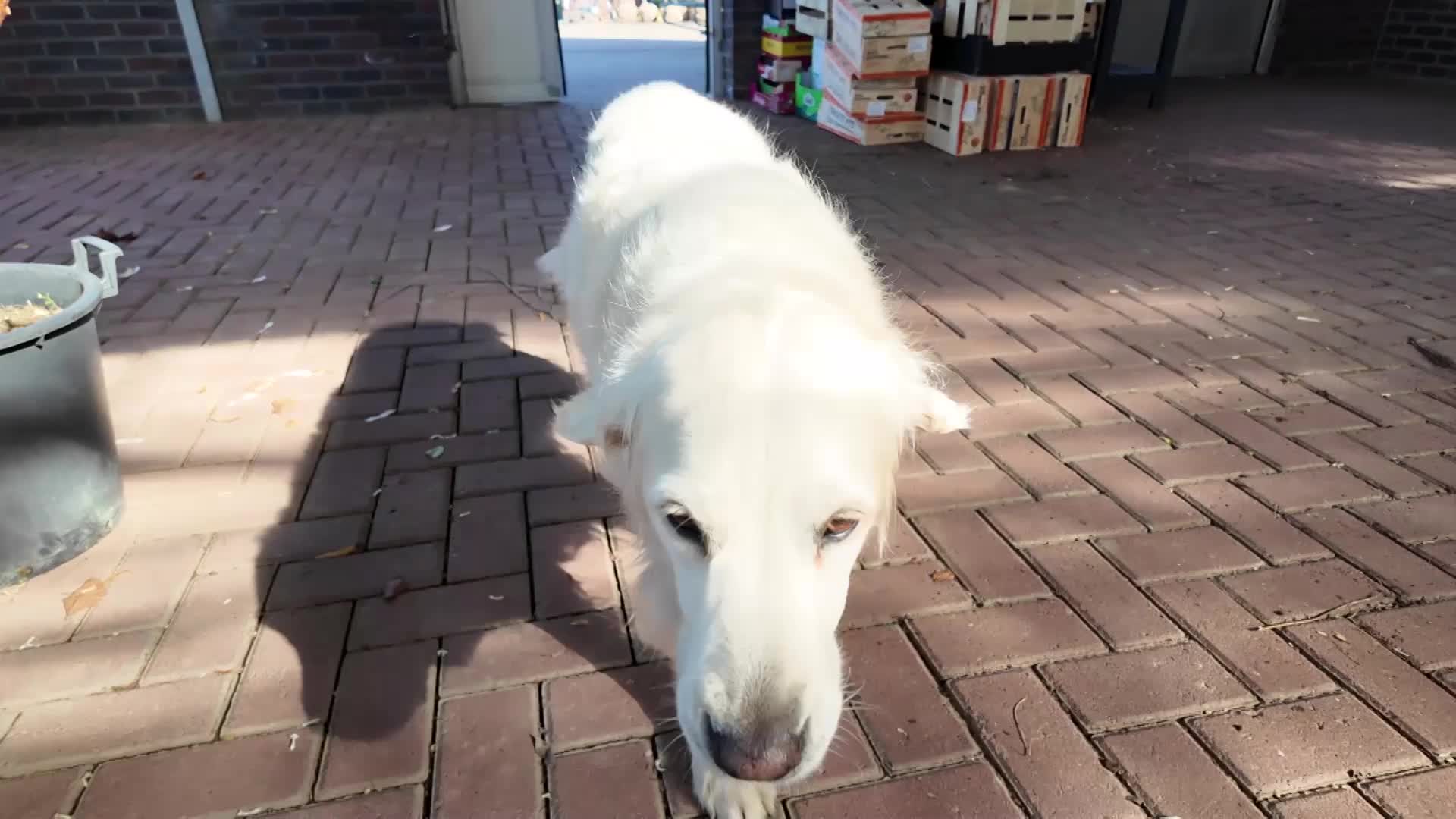 Kamperfoelie vs Buxus